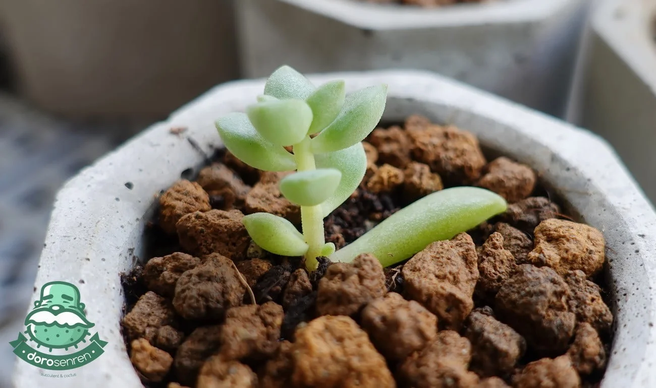 繁殖多肉植物有哪些方式 Dorosenren 多肉仙人